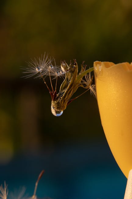 A close-up view of a dandelion seed head with a water droplet hanging from a seed, set against a blurred background of warm green and brown tones. The image is captured in natural light, highlighting