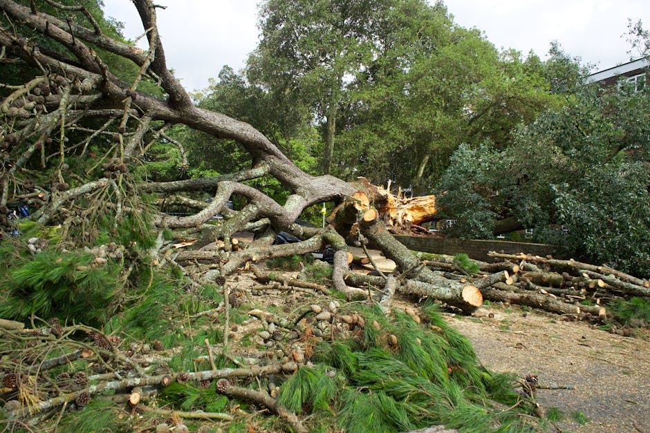 A fallen large tree with thick, textured bark has collapsed across a garden, with its branches and trunk sprawling over a grassy area and pathway. The tree's uprooted base and freshly cut wood indicat