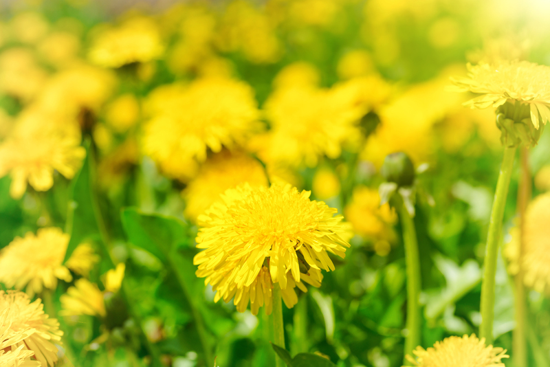 lawn care garden